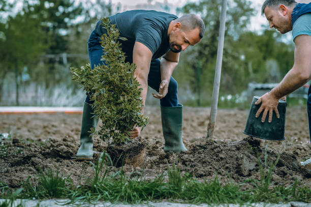 How Our Tree Care Process Works  in  Coupeville, WA