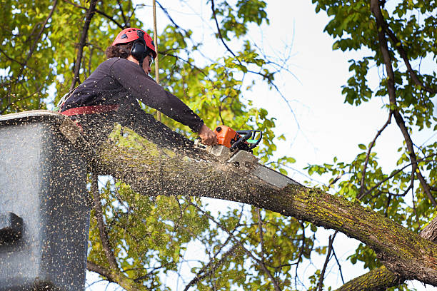 Professional Tree Services in Coupeville, WA